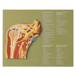 Joint Section Shoulder Joint Model